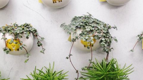 Les plantes ayant des formes spéciales et étonnantes sont les ambassadrices de la tendance « R-evolution ». Les miniplantes peuvent être mises en scène facilement avec leur look décalé.