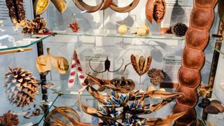 PHOTO : MNHN - JC DOMENECH