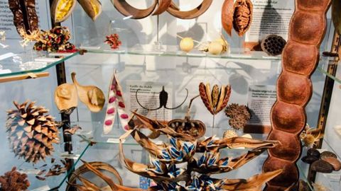 PHOTO : MNHN - JC DOMENECH