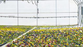 L'hiver froid donne de l'espoir à l'horticulture, qui devrait avoir à renouveller des plantes détruites par le gel. Les premières tendances semblent bonnes pour les bisannuelles.PHOTO : VALÉRIE VIDRIL