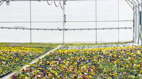 L'hiver froid donne de l'espoir à l'horticulture, qui devrait avoir à renouveller des plantes détruites par le gel. Les premières tendances semblent bonnes pour les bisannuelles.PHOTO : VALÉRIE VIDRIL