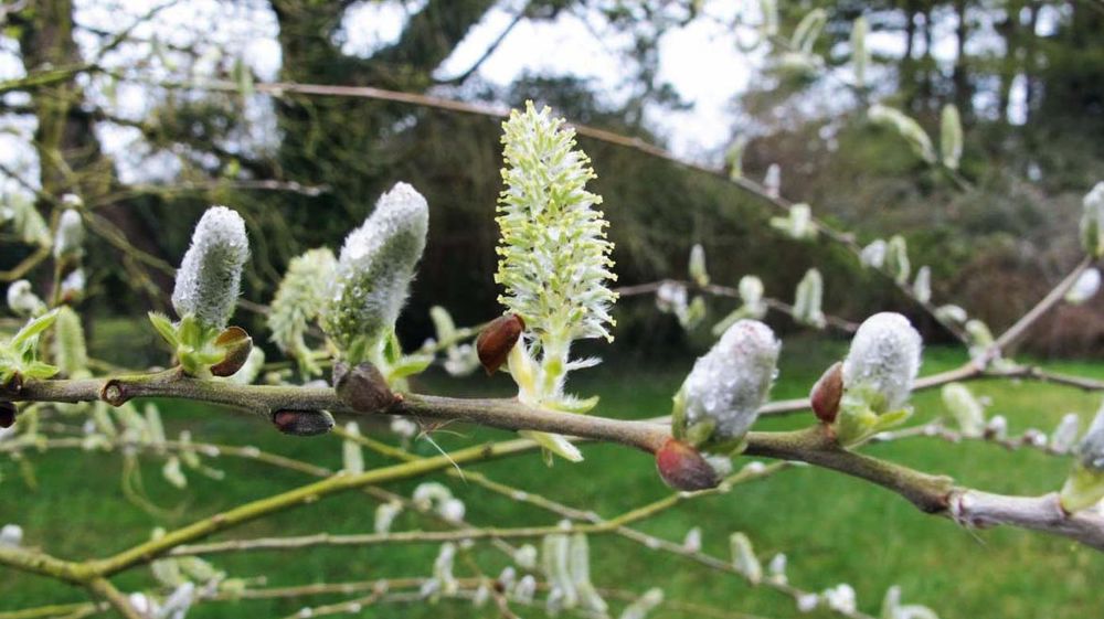 Le label Végétal local vise à garantir la traçabilité des semences et plants dans un marché en pleine structuration, demandeur de végétaux indigènes et locaux.