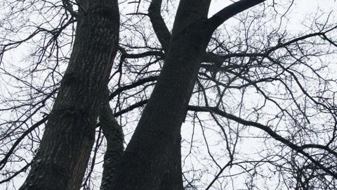 Reforest'Action soutient financièrement des actions de reboisement.