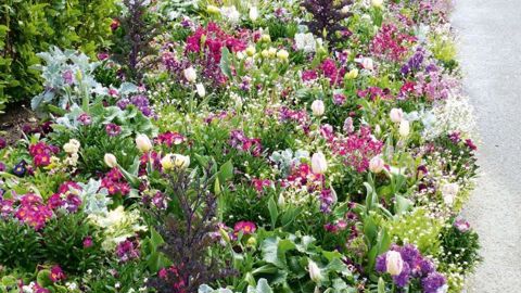Un des massifs fleuris de Lannion (22). Leur visite sera au  programme des prochains Carrés fleuris de Graines Voltz.