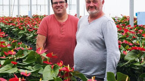        Stéphane Le Goff (à gauche) et Thierry Perrot revendiquent une production qui affiche son origine. Ici, des anthuriums de 8 mois, un produit très demandé par la clientèle.