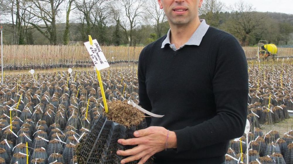        Samuel Lemonnier met en avant l'expérienceen traçabilité végétale de la pépinière et la qualitéde ses ébauches d'arbre en Starpot® qui évite lesdéformations racinaires et favorise une bonne reprise dès la première année de plantation. Ici, un jeune chêne d'un an juste rempoté.
