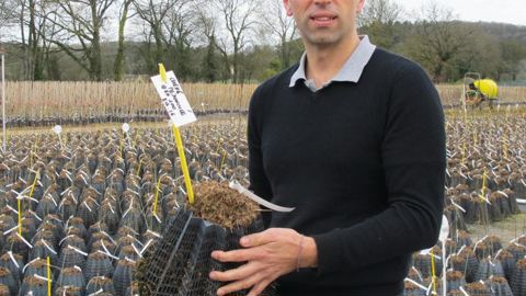        Samuel Lemonnier met en avant l'expérienceen traçabilité végétale de la pépinière et la qualitéde ses ébauches d'arbre en Starpot® qui évite lesdéformations racinaires et favorise une bonne reprise dès la première année de plantation. Ici, un jeune chêne d'un an juste rempoté.