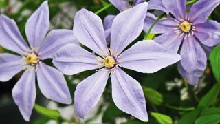 Depuis 2010,le frère et la soeur développentla sélectionvariétale.Ils viennentde créerla 'Sugar Sweet'.PHOTO : JAVOY