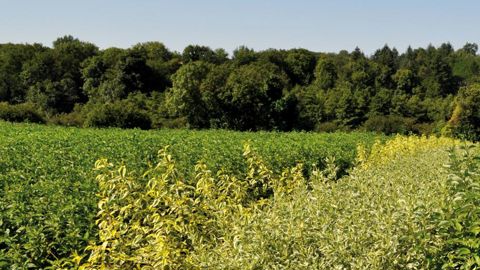        Différentes variétés de Cornus alba transplantées en avril 2018 seront en vente en octobre 2019.PHOTO ISABELLE CORDIER