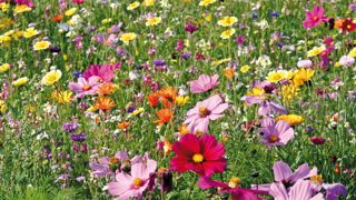        C'est avec des gammes pour le fleurissement champêtre que l'entreprise Nova-Flore s'est lancé en 2003.NOVA-FLORE