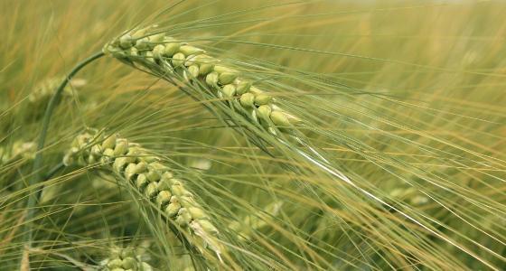 Les prix agricoles à la production reculent de 0,8 % en avril 2012