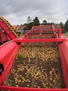 Chantier de récolte de pommes de terre
