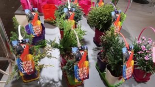 Même les conifères et autres cyprès redorent leurs aiguilles pour redevenir attractifs. ©Odile Maillard