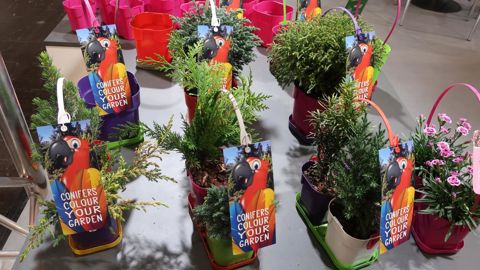 Même les conifères et autres cyprès redorent leurs aiguilles pour redevenir attractifs. ©Odile Maillard