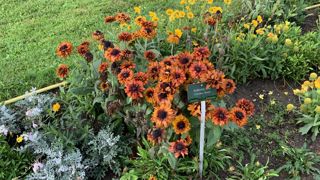 Rudbeckia hirta ‘Cherokee Sunset’.