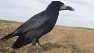 Les dégâts des Esod ne donnent lieu à aucune forme de compensation ou de réparation. © C. Thiriet Les dégâts des Esod ne donnent lieu à aucune forme de compensation ou de réparation. © C. Thiriet