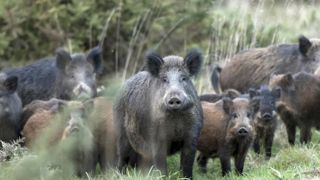 Les louvetiers peuvent être autorisés à pratiquer des tirs de nuit sur les sangliers. © Christian Watier Les louvetiers peuvent être autorisés à pratiquer des tirs de nuit sur les sangliers. © Christian Watier