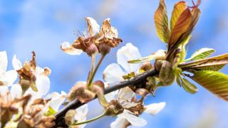 Dégât de gel sur arbre fruitier. 170 millions d’euros de l’Etat sont mobilisés pour les agriculteurs et employeurs de main-d’œuvre. © Claudius Thiriet Dégât de gel sur arbre fruitier. 170 millions d’euros de l’Etat sont mobilisés pour les agriculteurs et employeurs de main-d’œuvre. © Claudius Thiriet