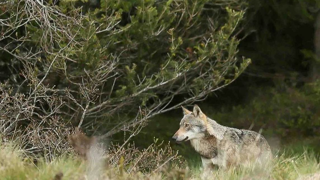 Au 31 juillet 2022, les dégâts des loups sont en augmentation dans de nombreux départements. Au 31 juillet 2022, les dégâts des loups sont en augmentation dans de nombreux départements.