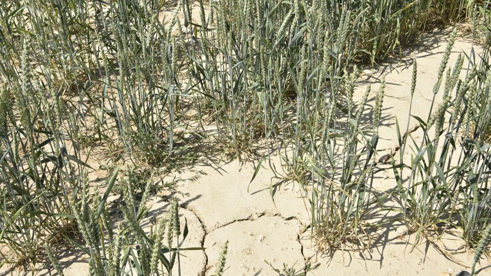 Concernant le blé, le barème socle pour 2020 s’établit à 173 €/t et le barème prix de vente à 191 €/t. © Cédric Faimali/GFA