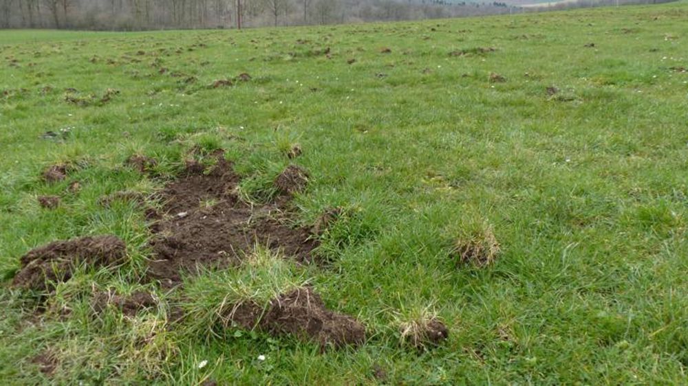 Des dégâts de sangliers dans une pâture. © Corinne Le Gall