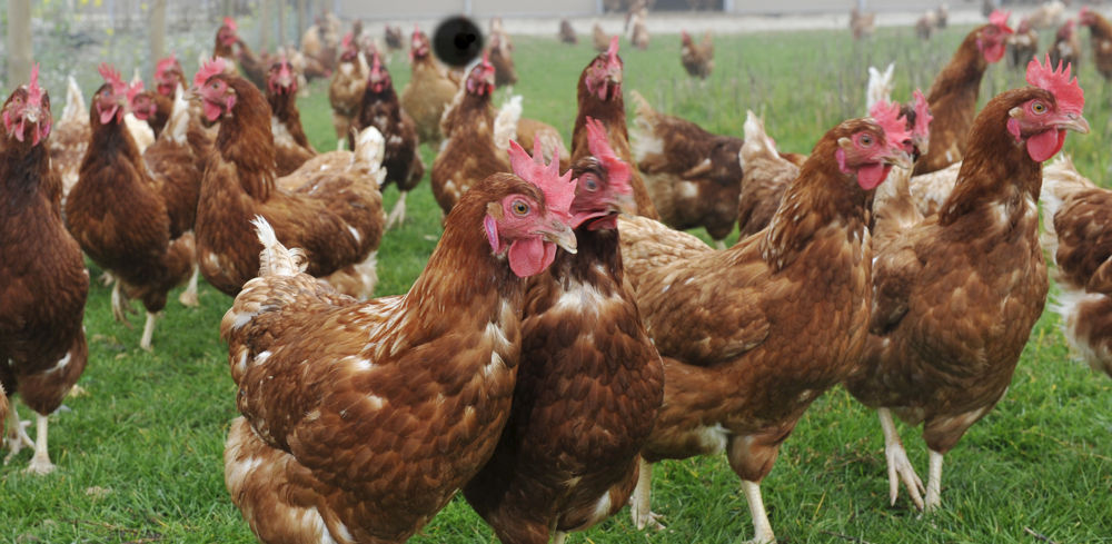 En cas de non respect des conditions de bioscurité, une diminution de 30 % de la valeur marchande objective des volailles sera appliquée pour l'indemnisation d'un foyer d'influenza aviaire. En cas de non respect des conditions de bioscurité, une diminution de 30 % de la valeur marchande objective des volailles sera appliquée pour l'indemnisation d'un foyer d'influenza aviaire.