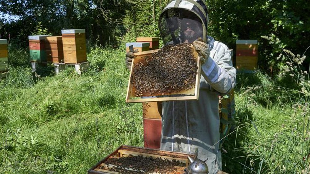 La déclaration concerne la production de miels, d’essaims, de reines et les autres produits de la ruche. ©Th. Pasquet