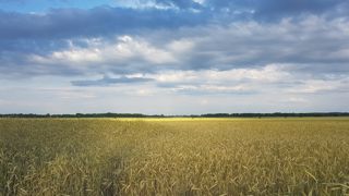 La FAO va implanter un nouveau "bureau de projet" en Ukraine, pour faciliter et élargir "l'assistance technique et humanitaire fournie aux populations les plus vulnérables du pays, notamment dans les zones rurales". La FAO va implanter un nouveau "bureau de projet" en Ukraine, pour faciliter et élargir "l'assistance technique et humanitaire fournie aux populations les plus vulnérables du pays, notamment dans les zones rurales".