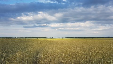 La FAO va implanter un nouveau "bureau de projet" en Ukraine, pour faciliter et élargir "l'assistance technique et humanitaire fournie aux populations les plus vulnérables du pays, notamment dans les zones rurales". La FAO va implanter un nouveau "bureau de projet" en Ukraine, pour faciliter et élargir "l'assistance technique et humanitaire fournie aux populations les plus vulnérables du pays, notamment dans les zones rurales".