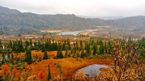 A la fin de l’été, le Telemark change totalement d’aspect. Cette période coïncide avec la pleine saison de la chasse à l’élan et au renne. A la fin de l’été, le Telemark change totalement d’aspect. Cette période coïncide avec la pleine saison de la chasse à l’élan et au renne.