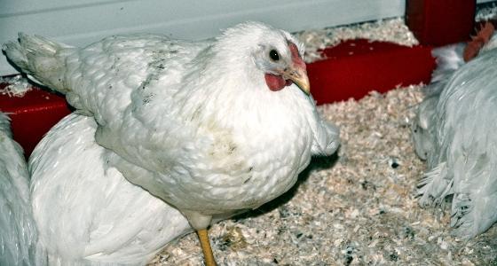 poulet doux