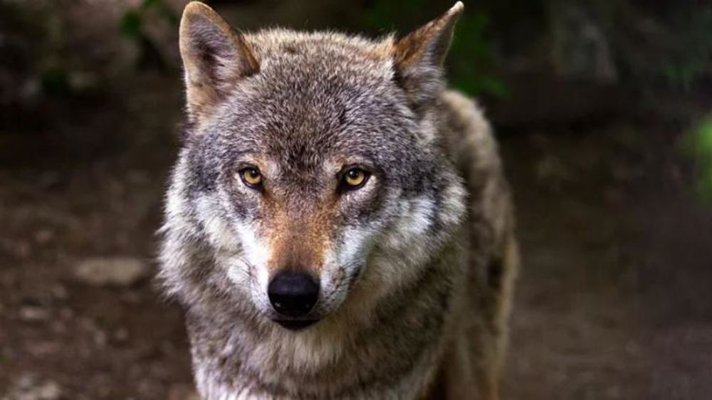 Seulement une dizaine d’études dans le monde a analysé les effets des tirs létaux sur le niveau d’attaques du loup. © Pixabay