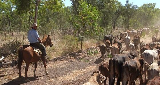 La viande bovine, principale source de revenu.