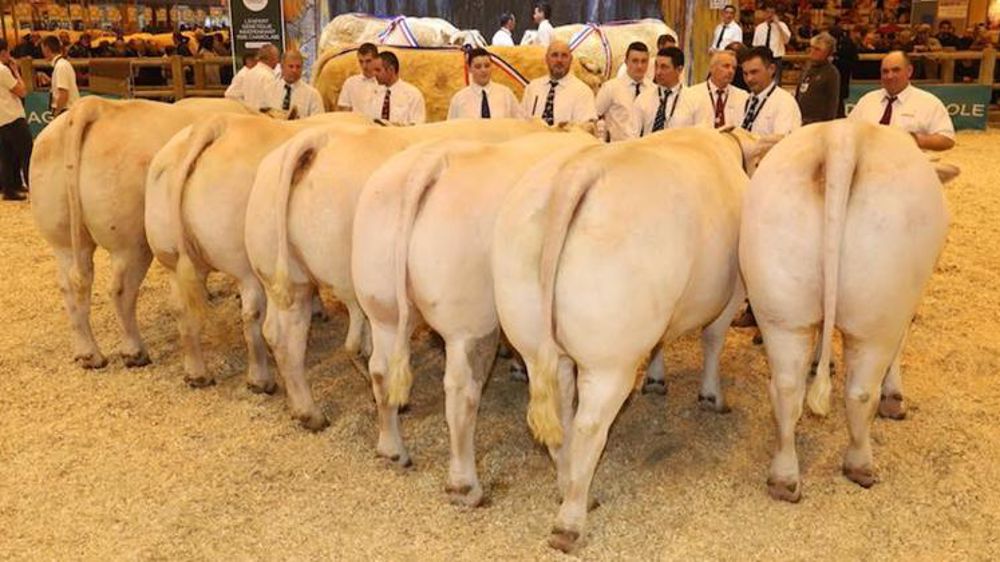 © Herd-book Charolais