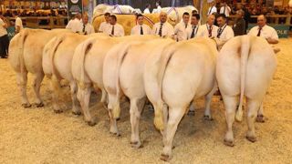 © Herd-book Charolais © Herd-book Charolais