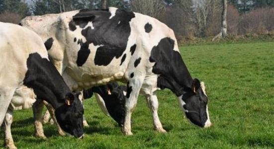 L'Apli et l'Office du lait demandent à la Fnpl de défendre une régulation européenne du lait, plutôt que de demander des aides en cas de nouvelle crise laitière, dans un contexte où les caisses de l'Europe