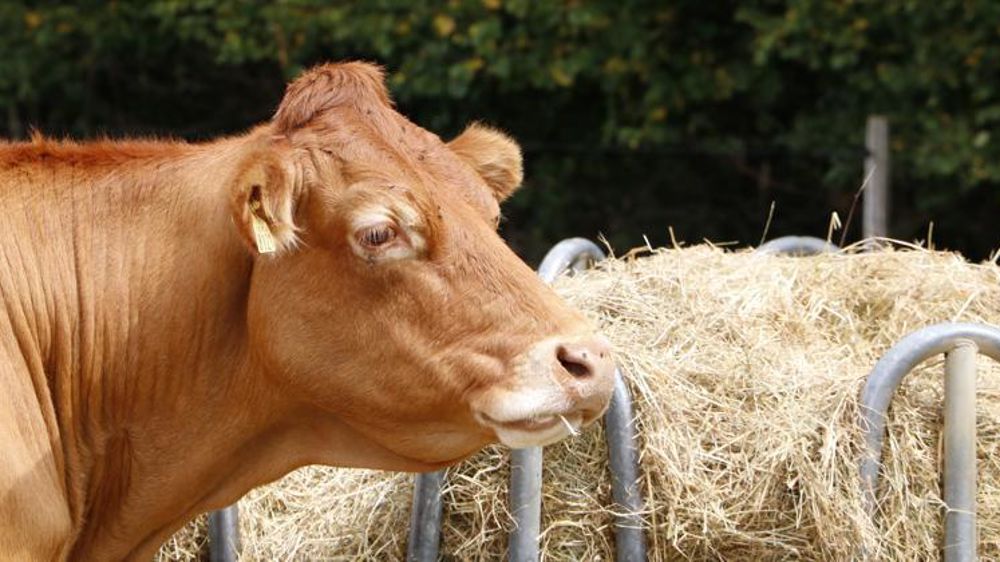 © Hélène Chaligne/GFA