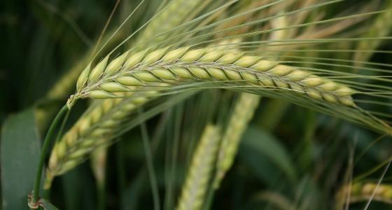 La production mondiale d'orge est attendue en hausse de 5 Mt à 140 Mt en 2012