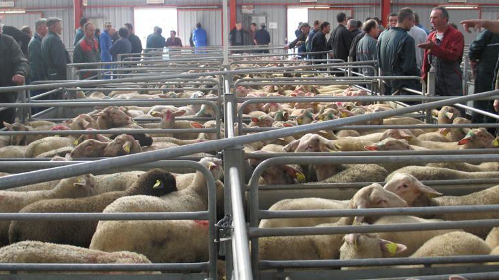 Marché ovin de Réquista, Aveyron. © E. Roussel/GFA