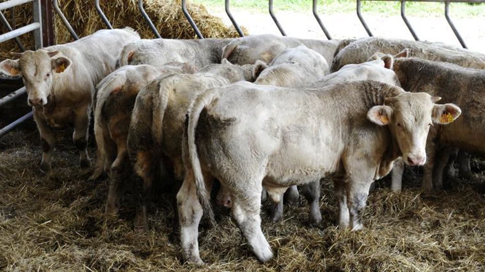 La Fédération nationale bovine demande des explications aux acheteurs face à des niveaux de prix « extrêmement bas » pratiqués alors que « l’offre en jeunes bovins est stable et la demande, dynamique. » © Cédric Faimali/GFA