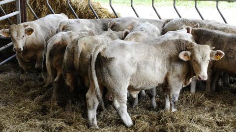 La Fédération nationale bovine demande des explications aux acheteurs face à des niveaux de prix « extrêmement bas » pratiqués alors que « l’offre en jeunes bovins est stable et la demande, dynamique. » © Cédric Faimali/GFA La Fédération nationale bovine demande des explications aux acheteurs face à des niveaux de prix « extrêmement bas » pratiqués alors que « l’offre en jeunes bovins est stable et la demande, dynamique. » © Cédric Faimali/GFA