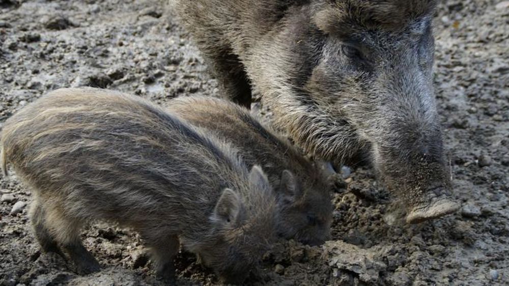 En 2019, les surfaces détruites par le grand gibier atteignent 30 000 ha en grandes cultures et prairies. Sans compter les dommages non déclarés ! © Pixabay