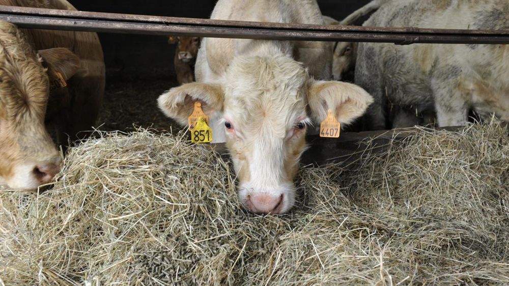 « Des pistes structurelles ont été commencées par la feuille de route de Lezoux », fait savoir le ministère, qui espère que le plan de relance permettra de faire émerger des appels à projets communs, notamment entre les éleveurs et les coopératives. © Cédric Faimali/GFA