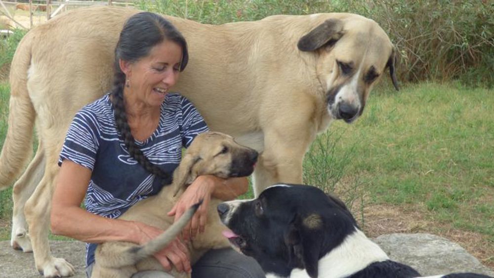 Éleveuse de chevaux, Dany Lahaye s’est prise de passion pour le cão de gado transmontano, un chien de protection des troupeaux. © Ch. Sarrazin