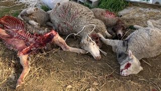 Lors de la dernière attaque des loups le 25 février 2021, Christian et Guillaume Menut ont perdu 11 moutons. Lors de la dernière attaque des loups le 25 février 2021, Christian et Guillaume Menut ont perdu 11 moutons.