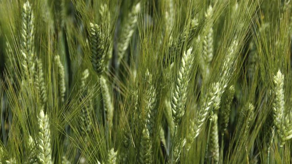 Le montant de l’aide couplée à la production de blé dur est fixé à 61 euros pour la campagne de 2020. © P. Crapon/GFA