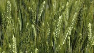 Le montant de l’aide couplée à la production de blé dur est fixé à 61 euros pour la campagne de 2020. © P. Crapon/GFA Le montant de l’aide couplée à la production de blé dur est fixé à 61 euros pour la campagne de 2020. © P. Crapon/GFA