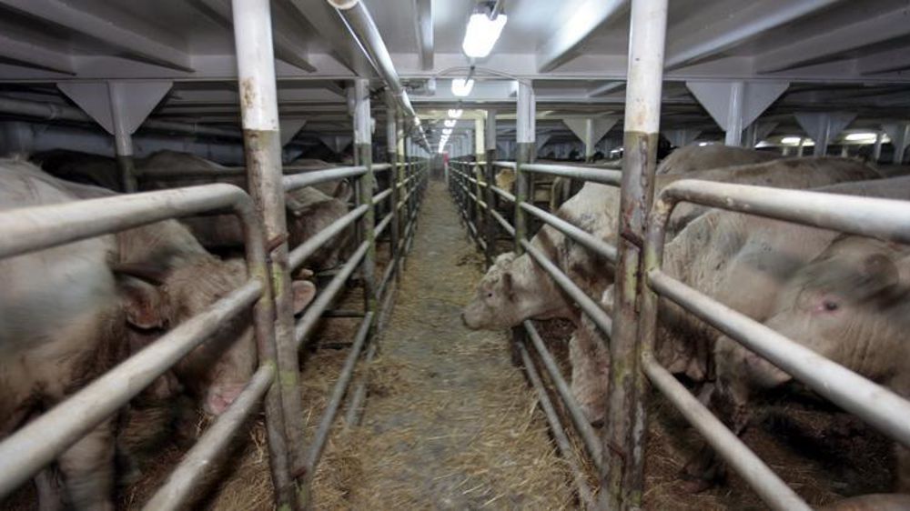 Embarquement de jeunes bovins européens à destination de la Turquie. (Photo d’illustration) © Pascal Parrot