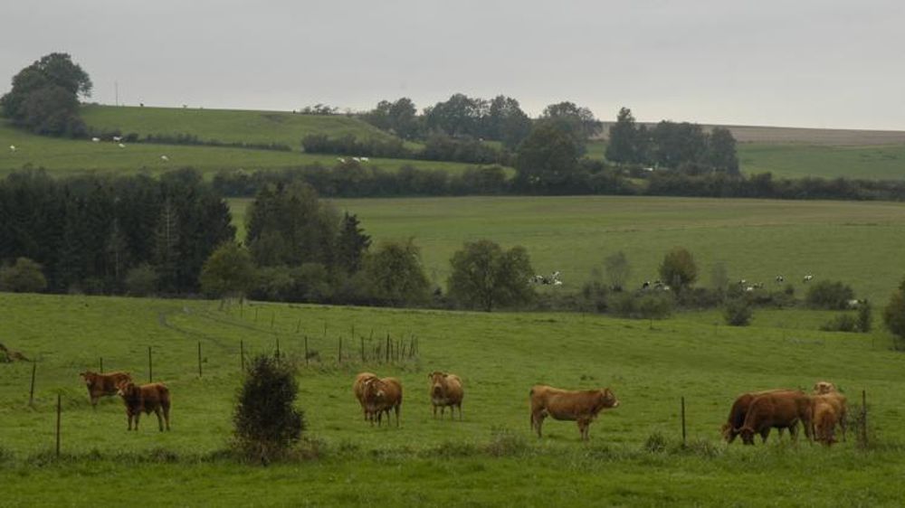 Un scénario propose de créer une aide à l’UGB bovine, pour les UGB de plus de 16 mois, plafonnée à 100 UGB, avec un taux de chargement maximal de 1,4 UGB par hectare de surface fourragère. © P. Crapon/GFA