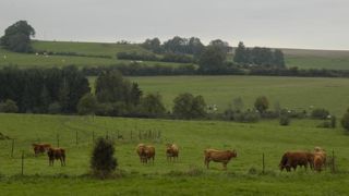 Un scénario propose de créer une aide à l’UGB bovine, pour les UGB de plus de 16 mois, plafonnée à 100 UGB, avec un taux de chargement maximal de 1,4 UGB par hectare de surface fourragère. © P. Crapon/GFA Un scénario propose de créer une aide à l’UGB bovine, pour les UGB de plus de 16 mois, plafonnée à 100 UGB, avec un taux de chargement maximal de 1,4 UGB par hectare de surface fourragère. © P. Crapon/GFA